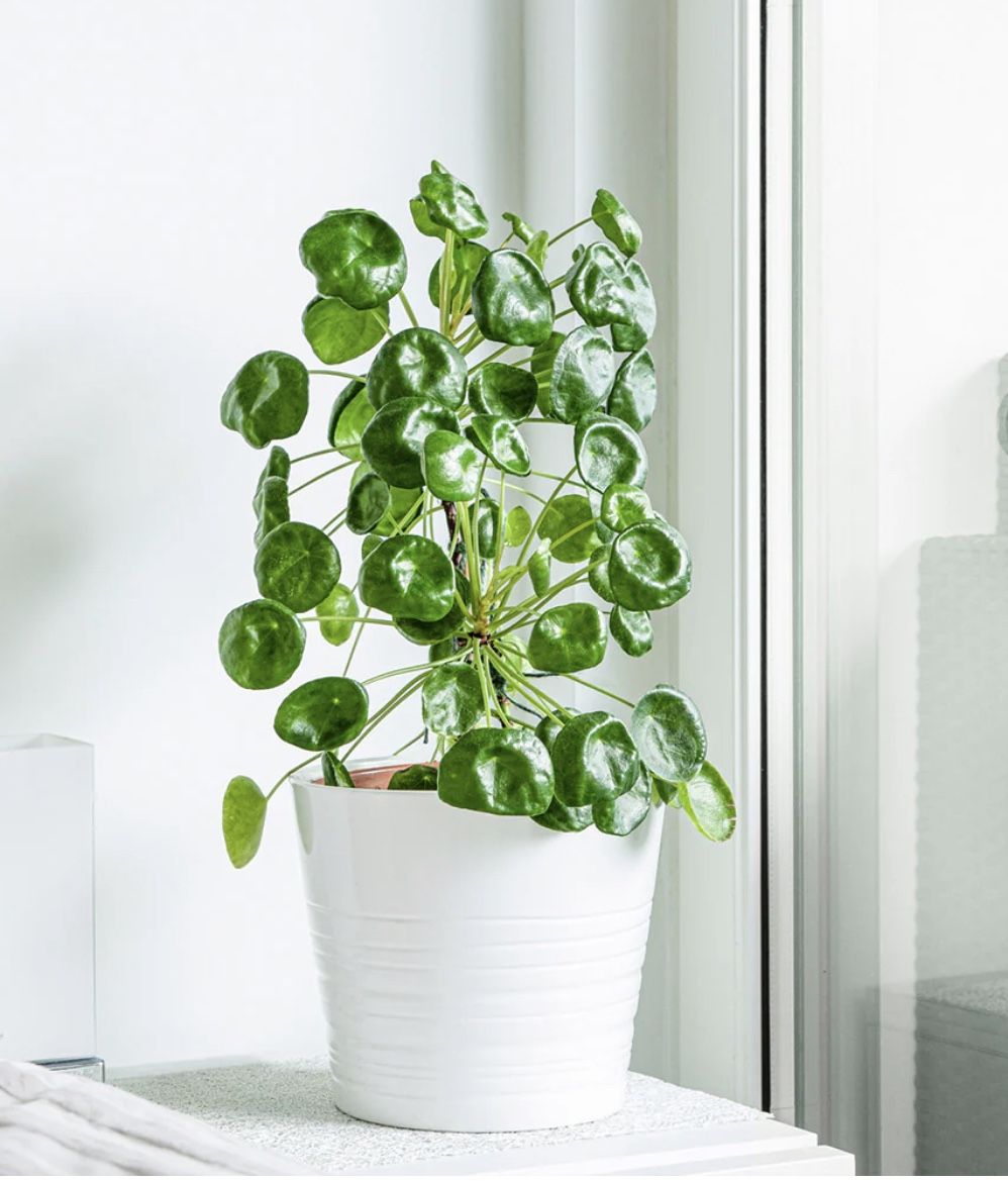 Chinese Money Tree Plant (Pilea Peperomioides)