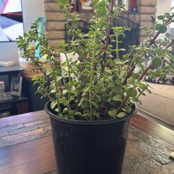 Jade / Millonaria Plant