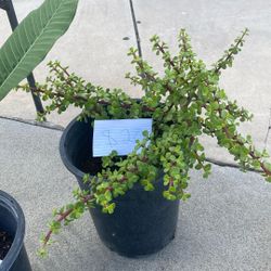 Plants