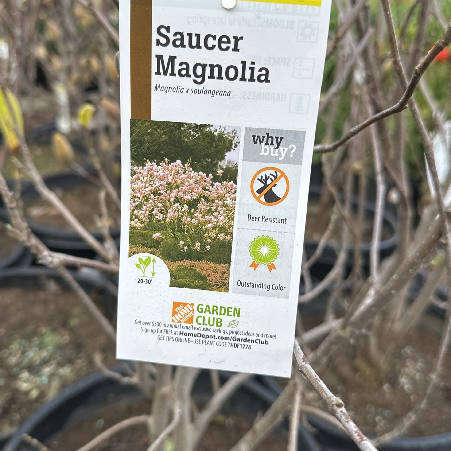 Magnolia Saucer Soulangeana And Magnolia Alexandrina