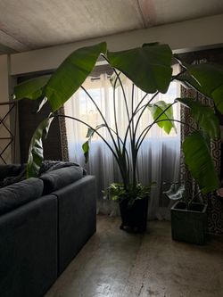 7ft Tall - HUGE Mature Bird of Paradise Indoor Plant – Statement Plant – $250 OBO