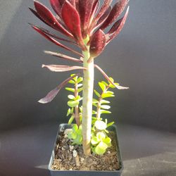 2 Types Of Succulents In One Pot
