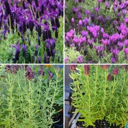 Lavender Plants $6-$7 Each Pot 