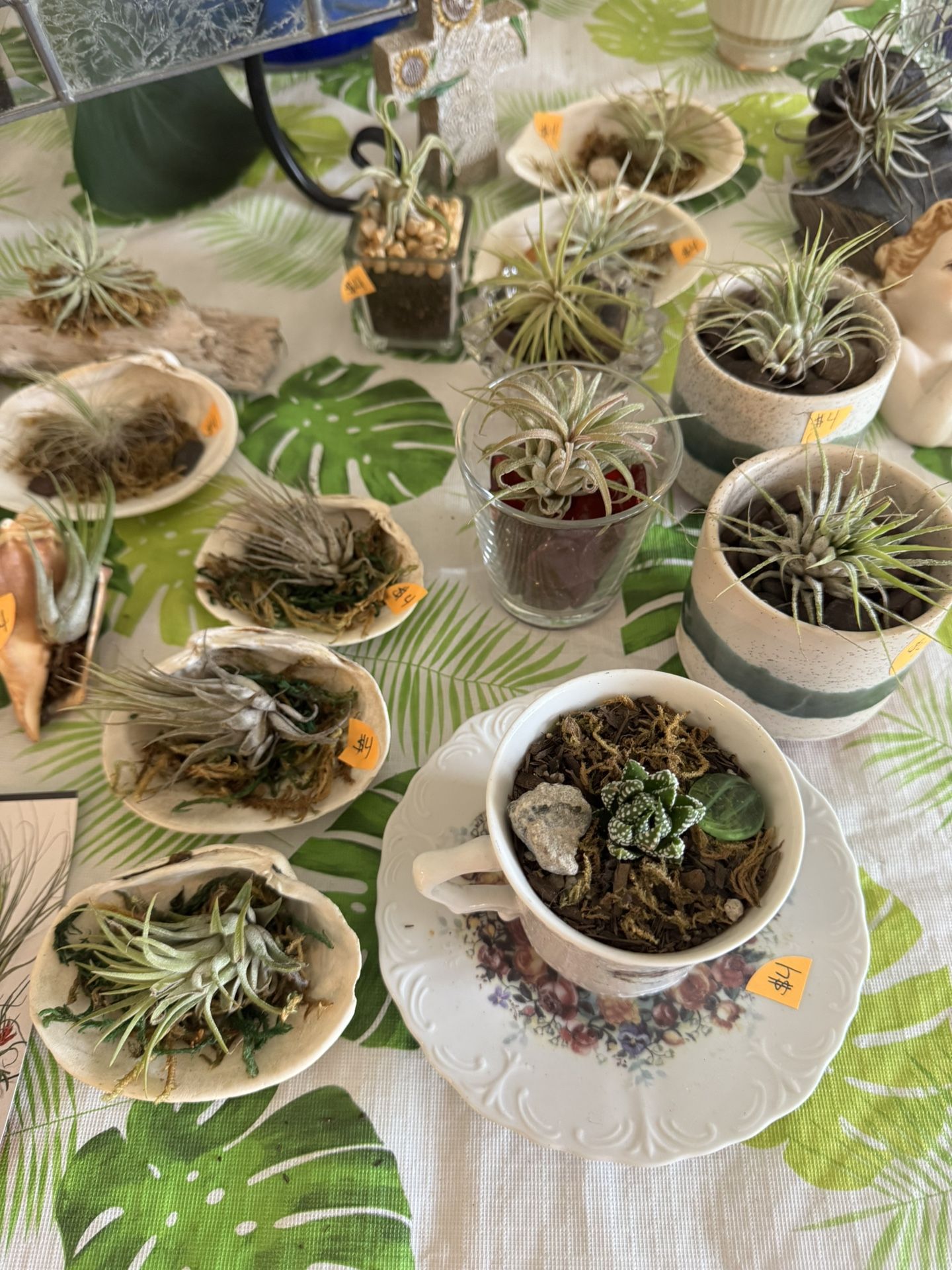 Potted Plants And Air Plants $4 Each