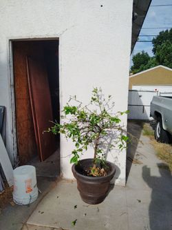 Beautiful 45-in tall lime tree $129 lime trees of this size cost over $200 at the nursery