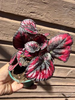 4” begonia red kisses
