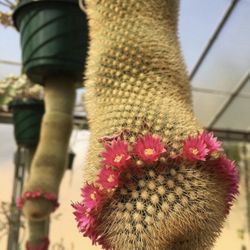 Pink Bristle Brush Cactus 🪴🌵🌺