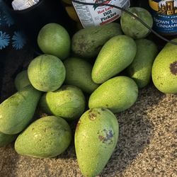 Avocados City Of Fritos