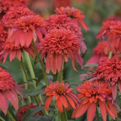 ECHINACEA “cone flowers” plants!