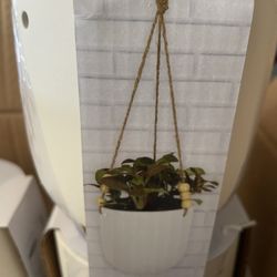 Hanging Planter (12pack)