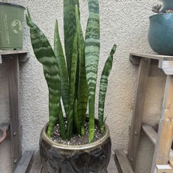  Beautiful Snake Plant/Lengua De Suegra