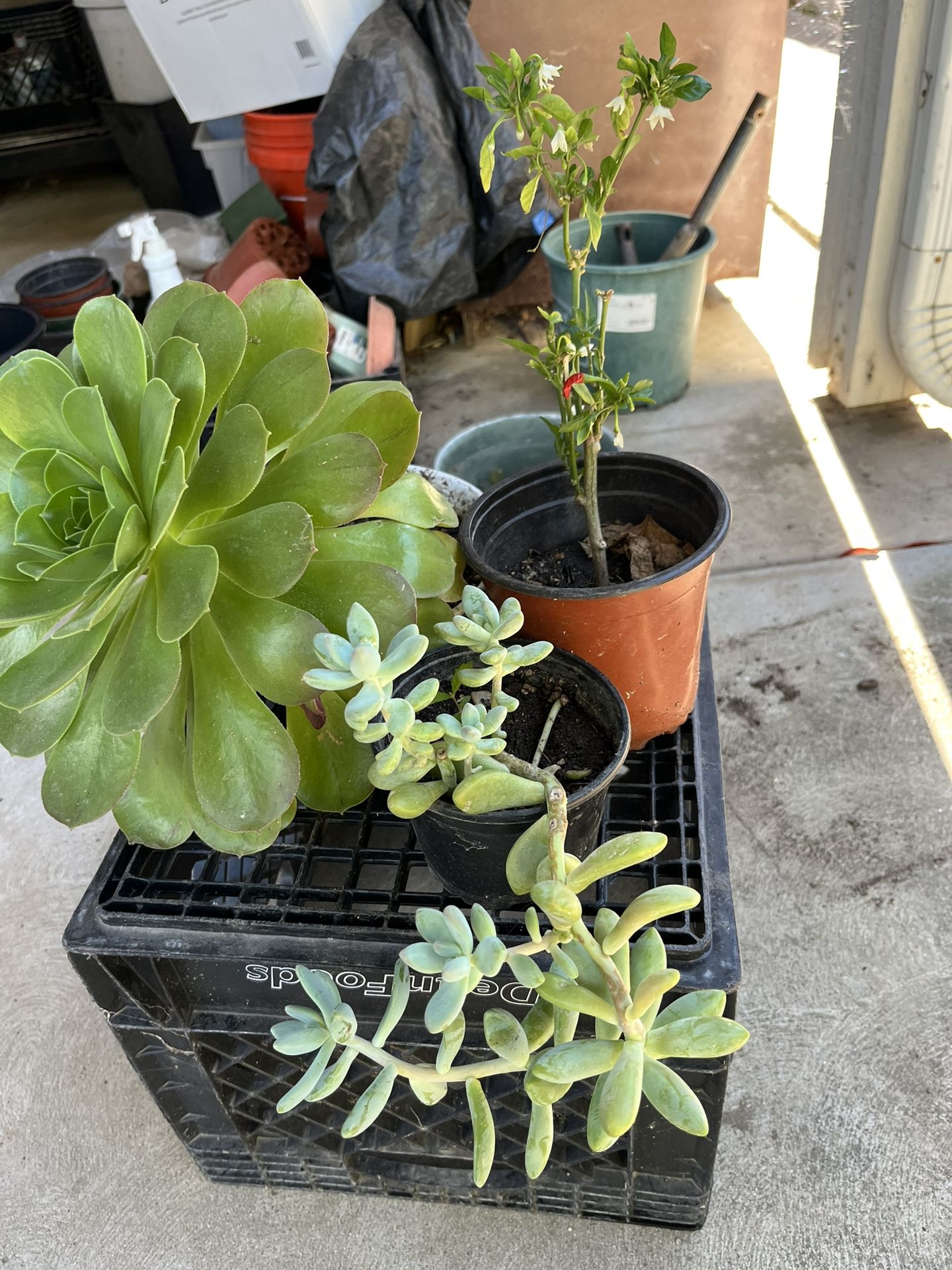Total Of 3 Plants , Succulent And Thái Chili 🌶️