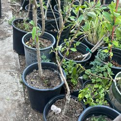 Fruit Trees