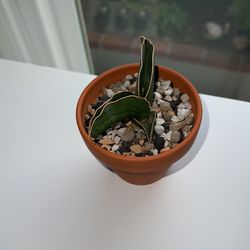 Samurai snake plant sansiveria