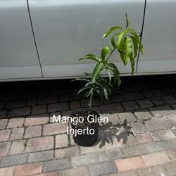 Árboles, frutales, injertos