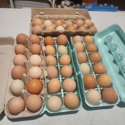 Fresh Farm Eggs