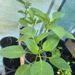 Bell Pepper Plants 