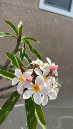 Planta plumeria