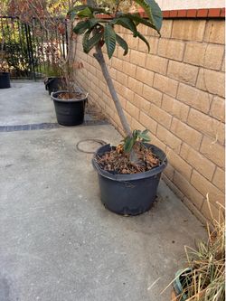 Loquat tree 8 inches tall in a pot $60 Diamond Bar