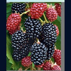 Mulberry 1 Gallon Plant Fully Rooted