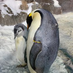 Sea World Tickets 
