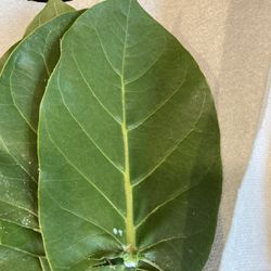 FREE Giant Milkweed LEAVES - Monarch Caterpillar Food - FCFS - One Bundle Per Person