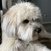 Ruben