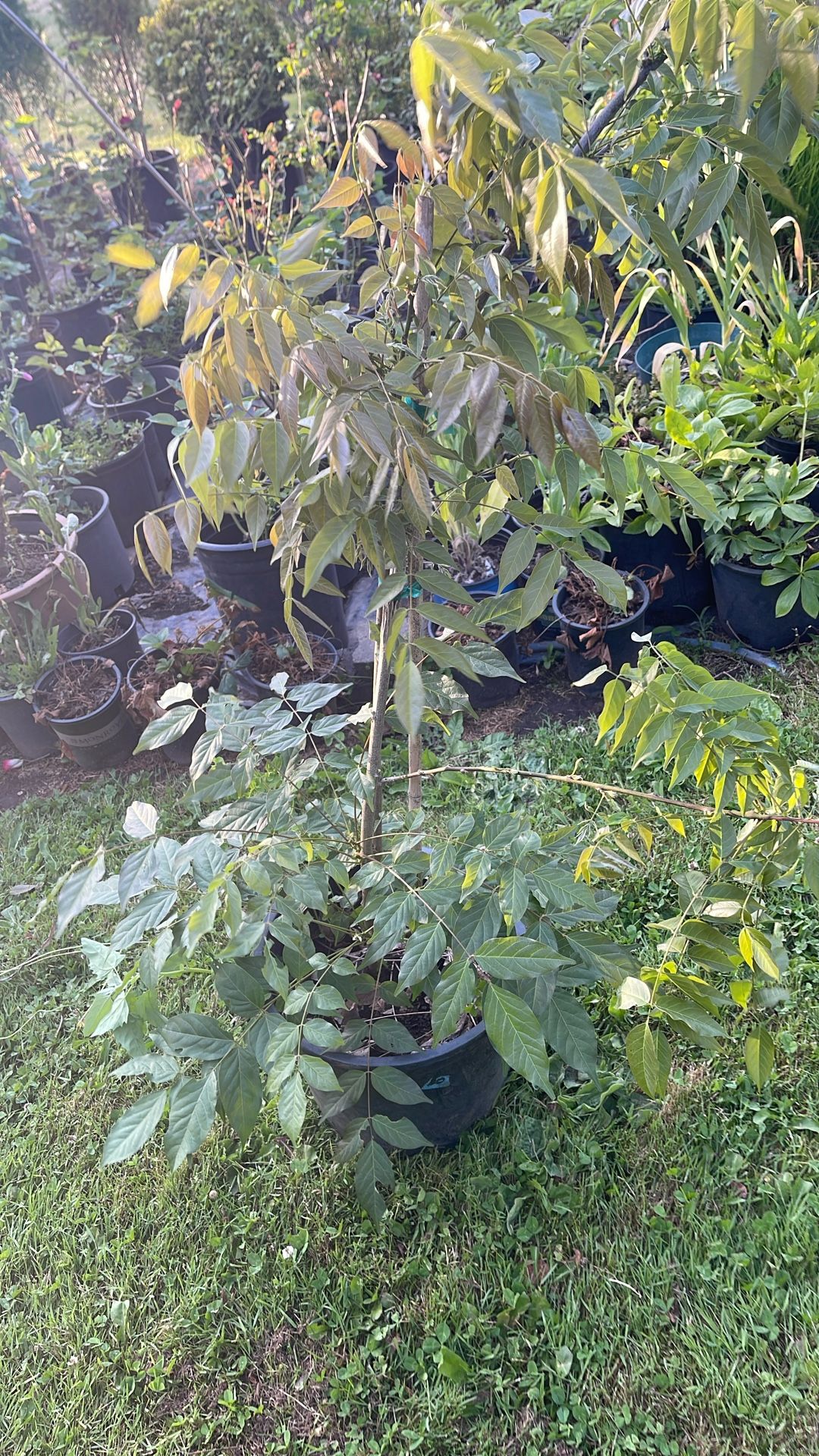 Wisteria Plants