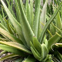 🌱 HUGE ALOE VERA PLANTS 🌱 
