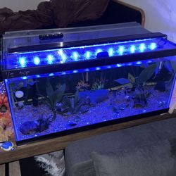 40 Gallon Fish Tank 