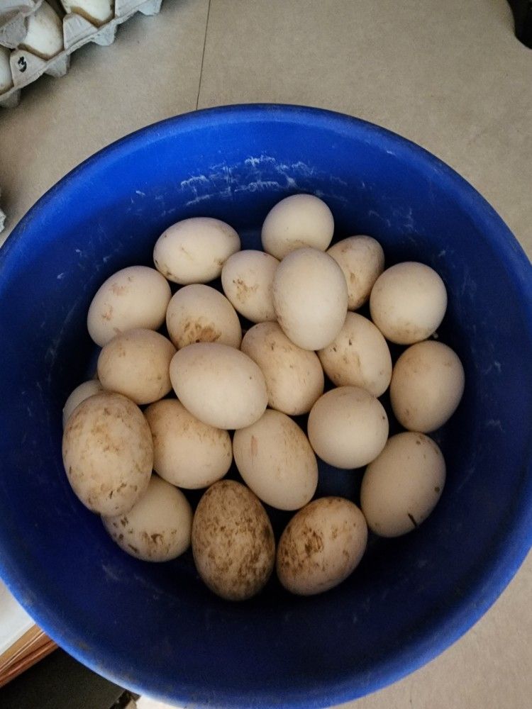 Fresh Unwashed Duck Eggs