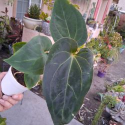 RARE. Anthurium Magnificum X Dark Phoenix Plant $35
