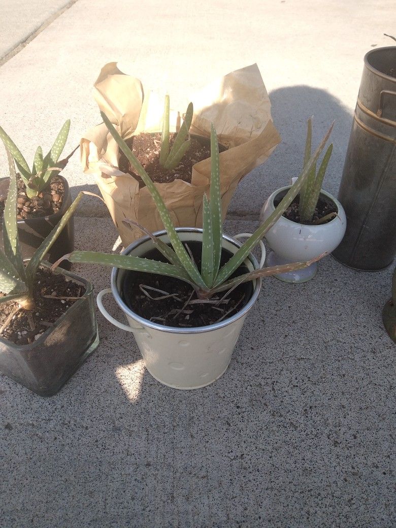 Aloe vera Plants 