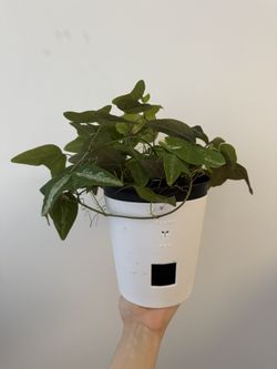 Butterfly Vine Plant (Passiflora Colinvauxii)