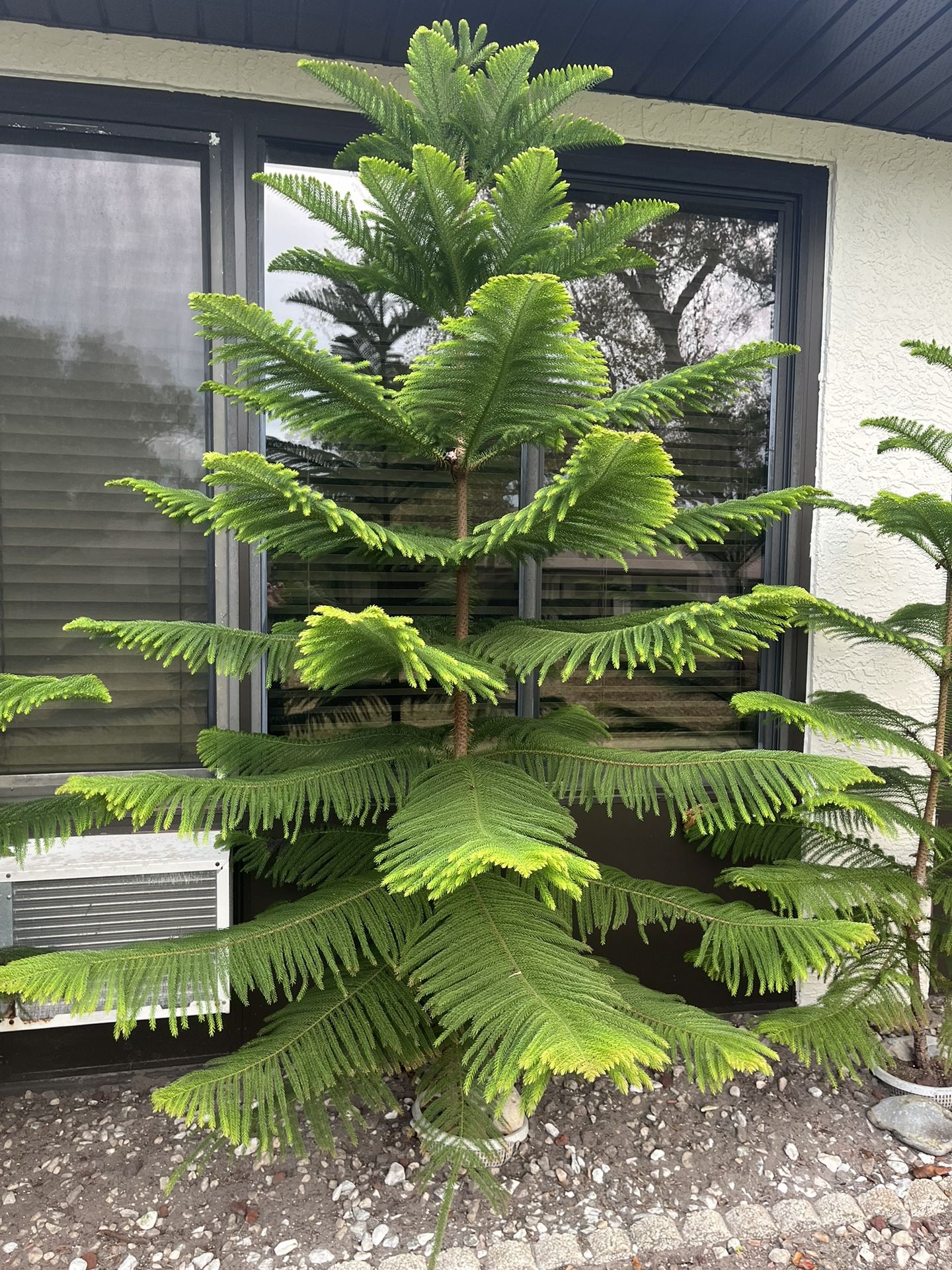 Norfolk Island Pine trees