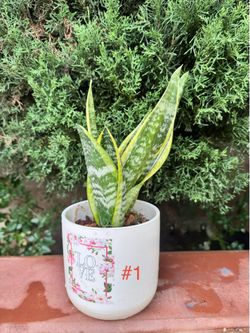 Plants
