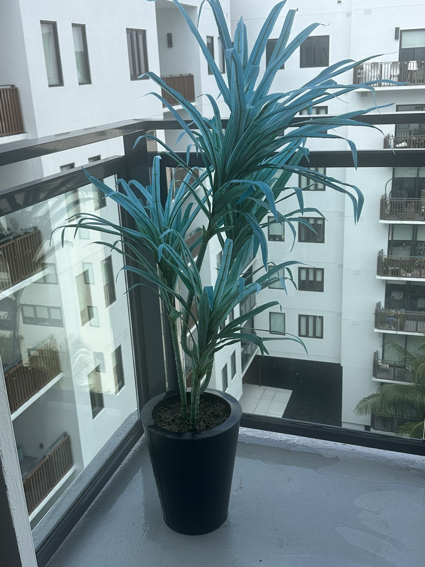 Garden plant