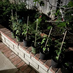 Orange habanero Pepper Plant