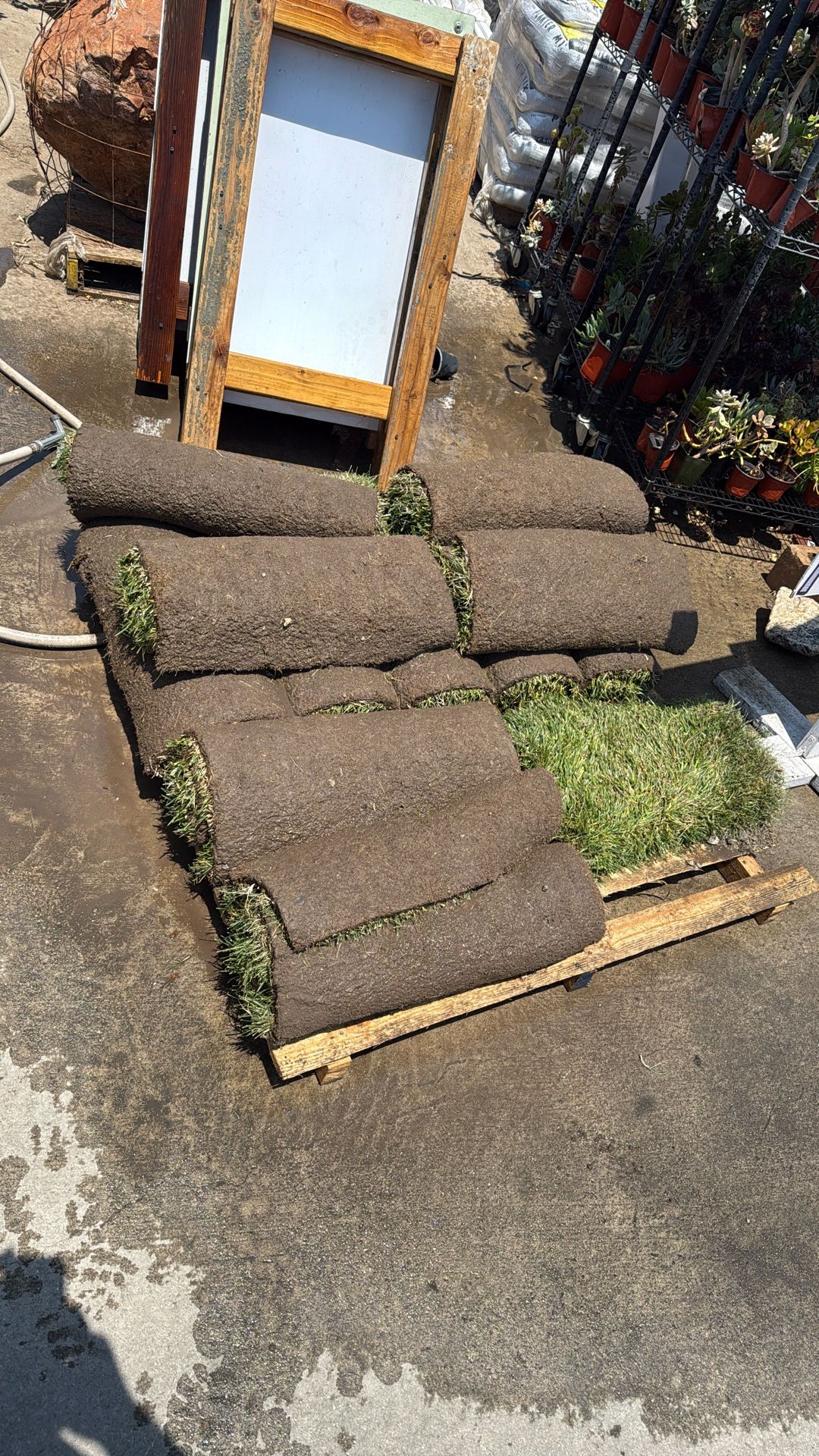 About 80 Sqft Of Marathon (fescue) Sod