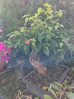 Rare Bougainvillea bonsai on sale now $575