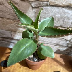 Mother of Thousands House Plant In Clay Pot 3.5"H. 