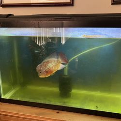 30 Gallon Fish Tank With Pump