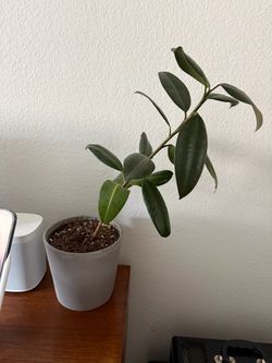 House Plant