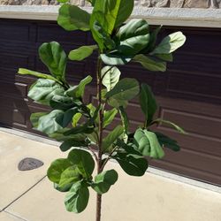 Pottery Barn Faux Fiddle-leaf Fig Tree