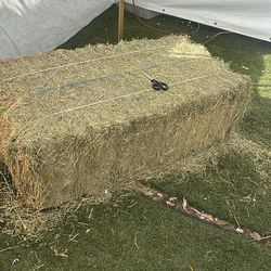 Free hay