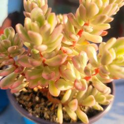 Succulents Plants Variegated Joyce Korean Imported Pick Up In Upland Or Ship To You 