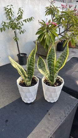 Snake plants