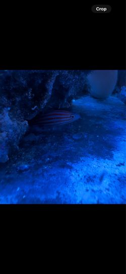 Swales Swiss guard basslet and others