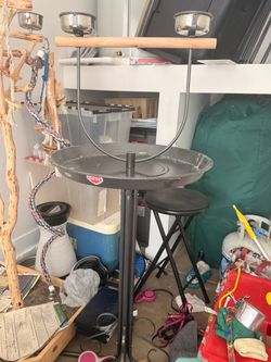 Bird stand grey