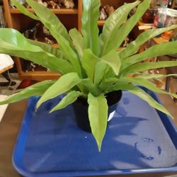 Bird Nest Fren Or Janet Craig  Plants